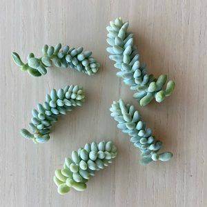 5 Succulent “Burros / Donkeys Tail” Cuttings